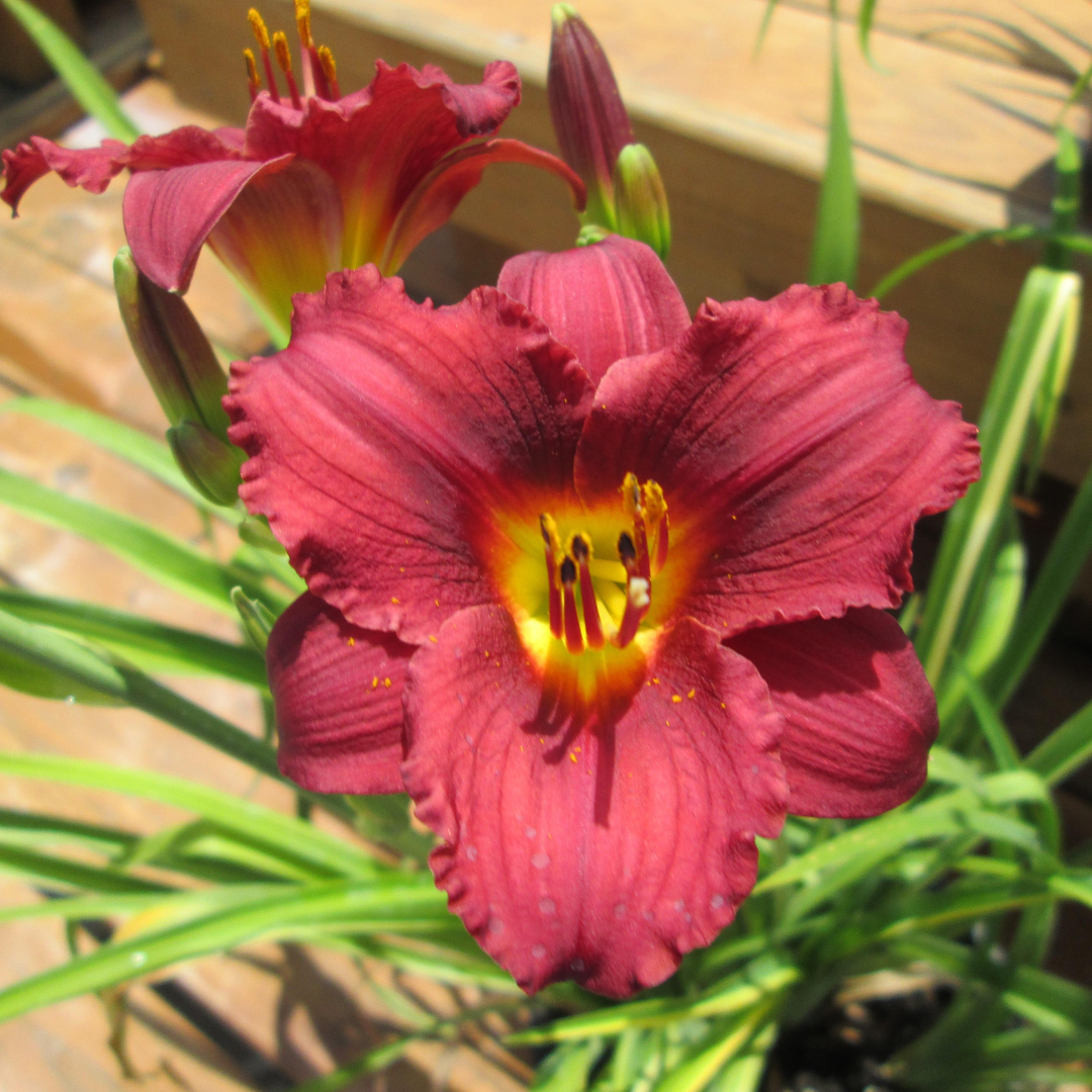 Hemerocallis hybrid 'Pardon Me'