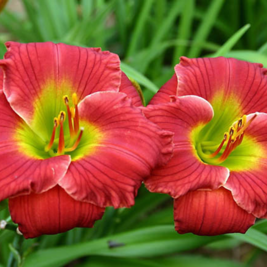 Hemerocallis hybrid 'Red Hot Returns'