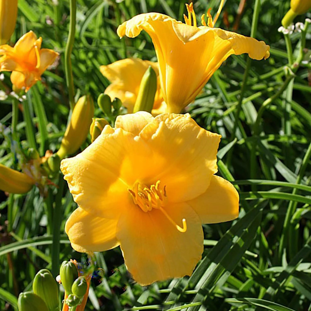 Hemerocallis 'Stella d'Oro' | Ontario Grown Daylily | Rooted in Hemerocallis 'Stella d'Oro' | Ontario Grown Daylily | Rooted in