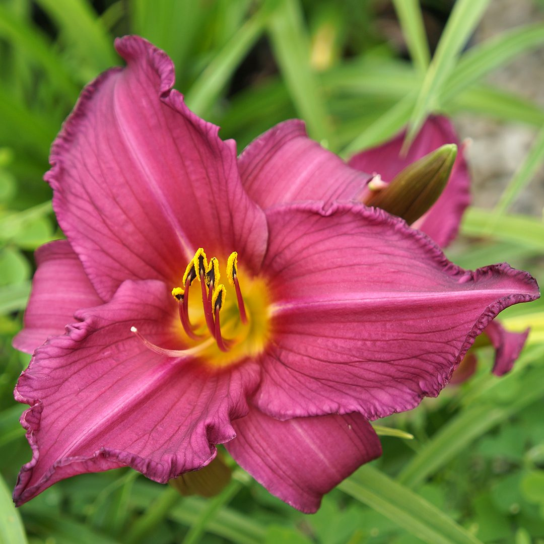 Hemerocallis hybrid 'Summer Wine'