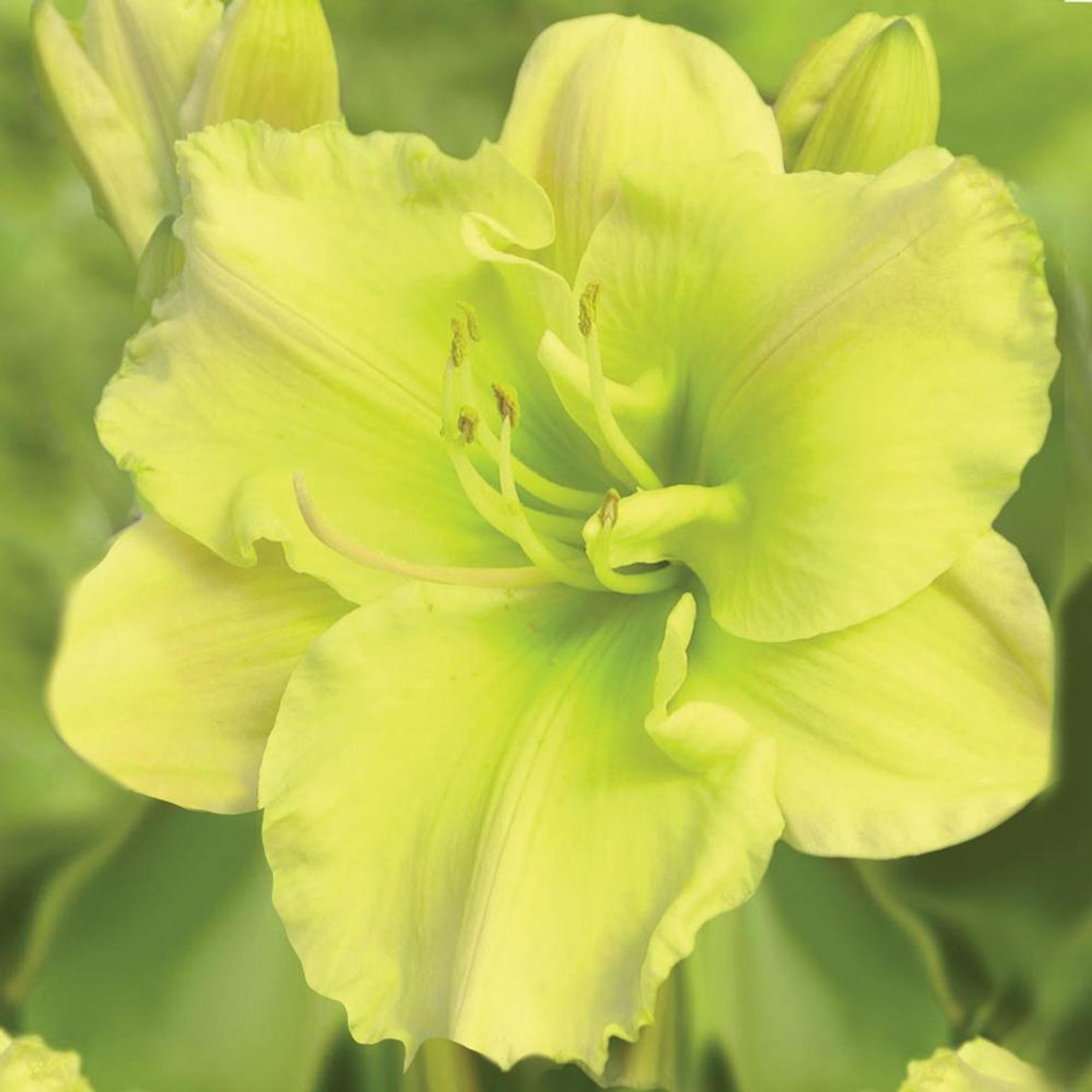 Hemerocallis hybrid 'Tequila and Lime'