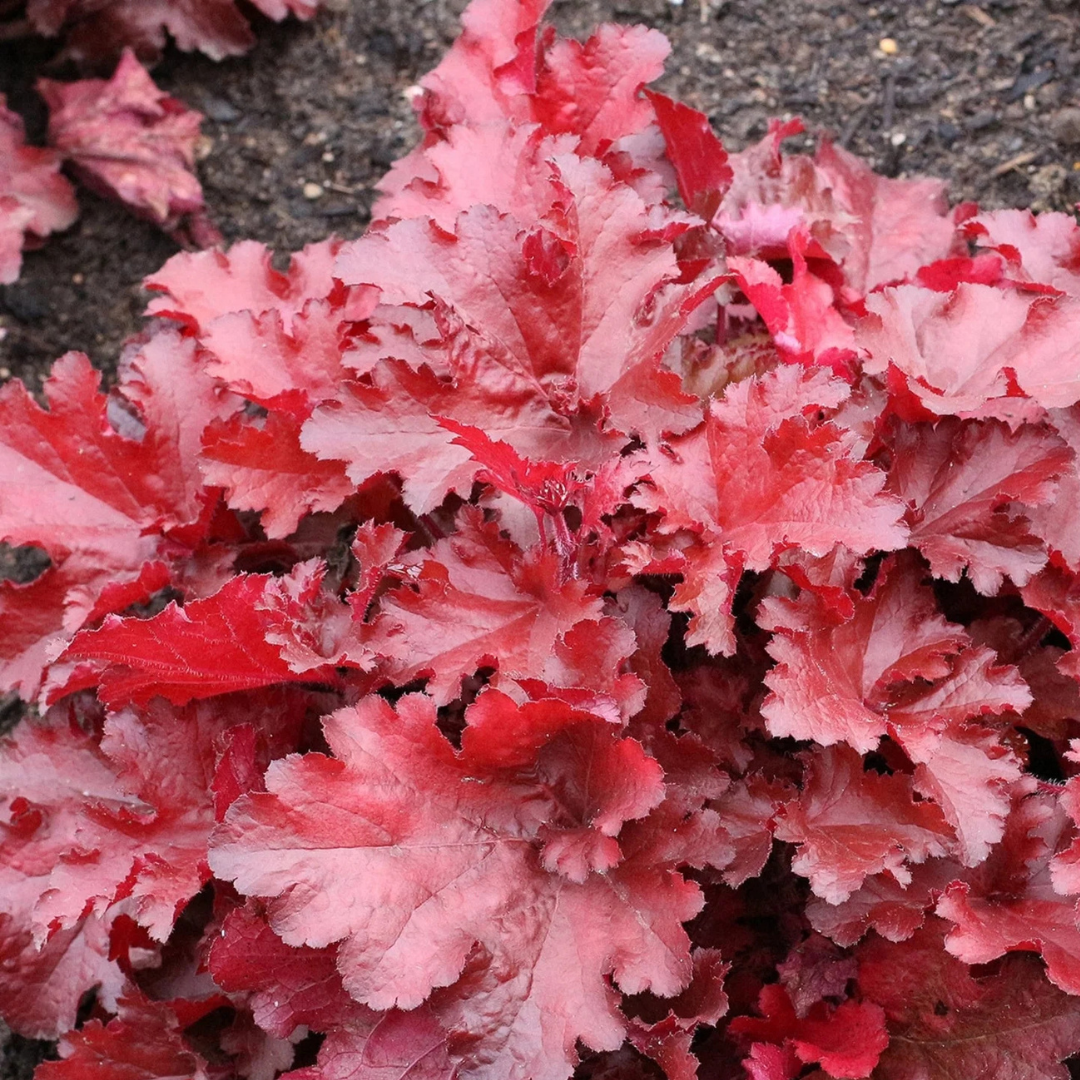 Heuchera 'Forever Red'