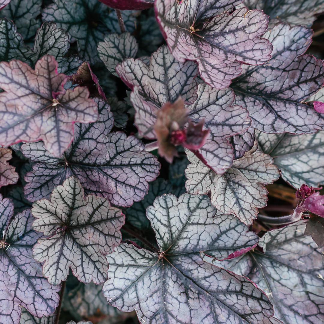 Heuchera hybrid 'Timeless Treasure'