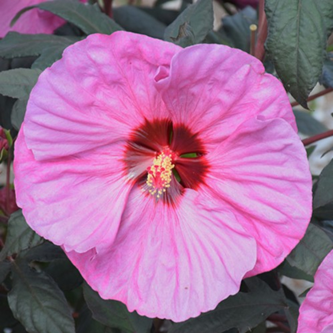 Hibiscus 'Berry Awesome'