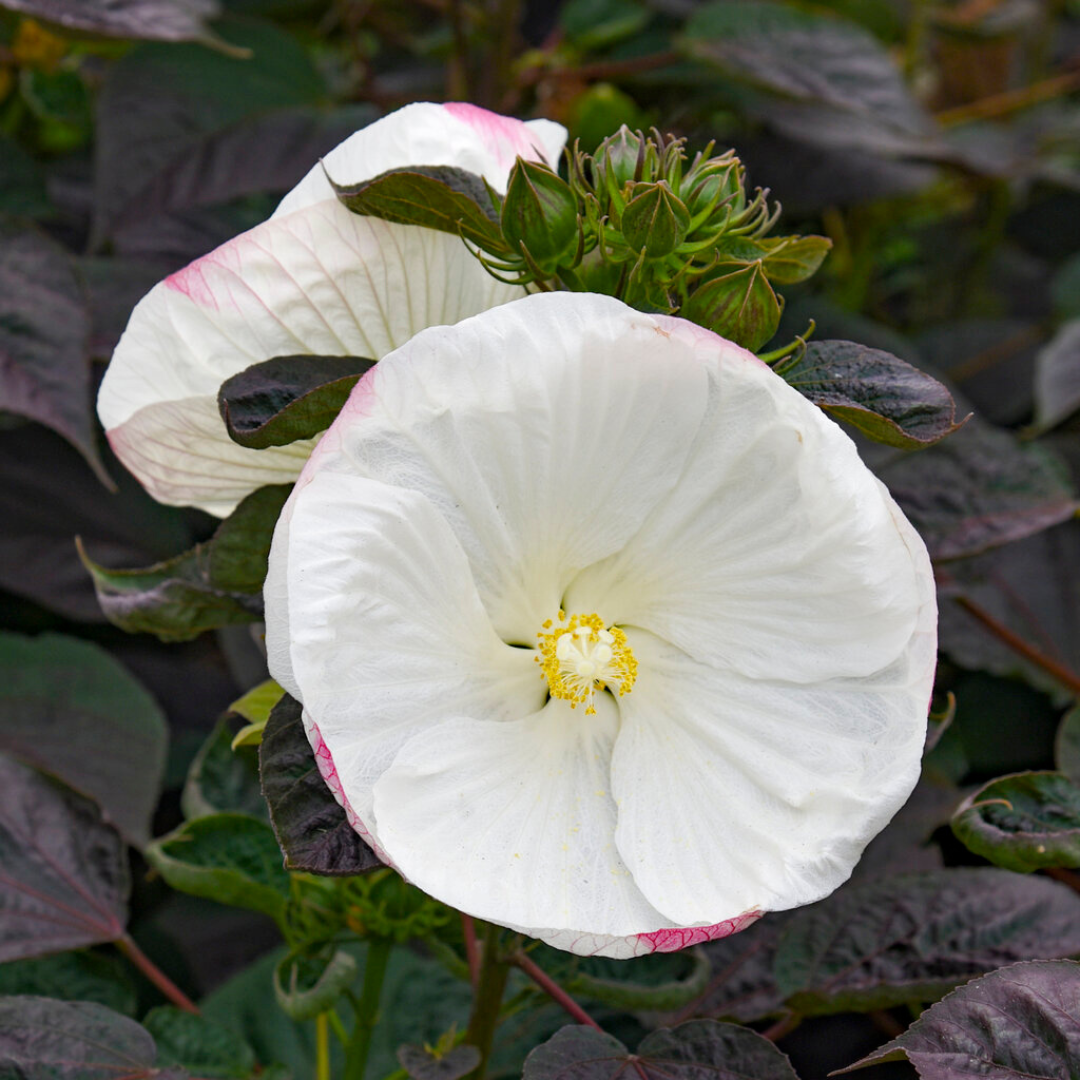 Hibiscus 'Cookies and Cream'