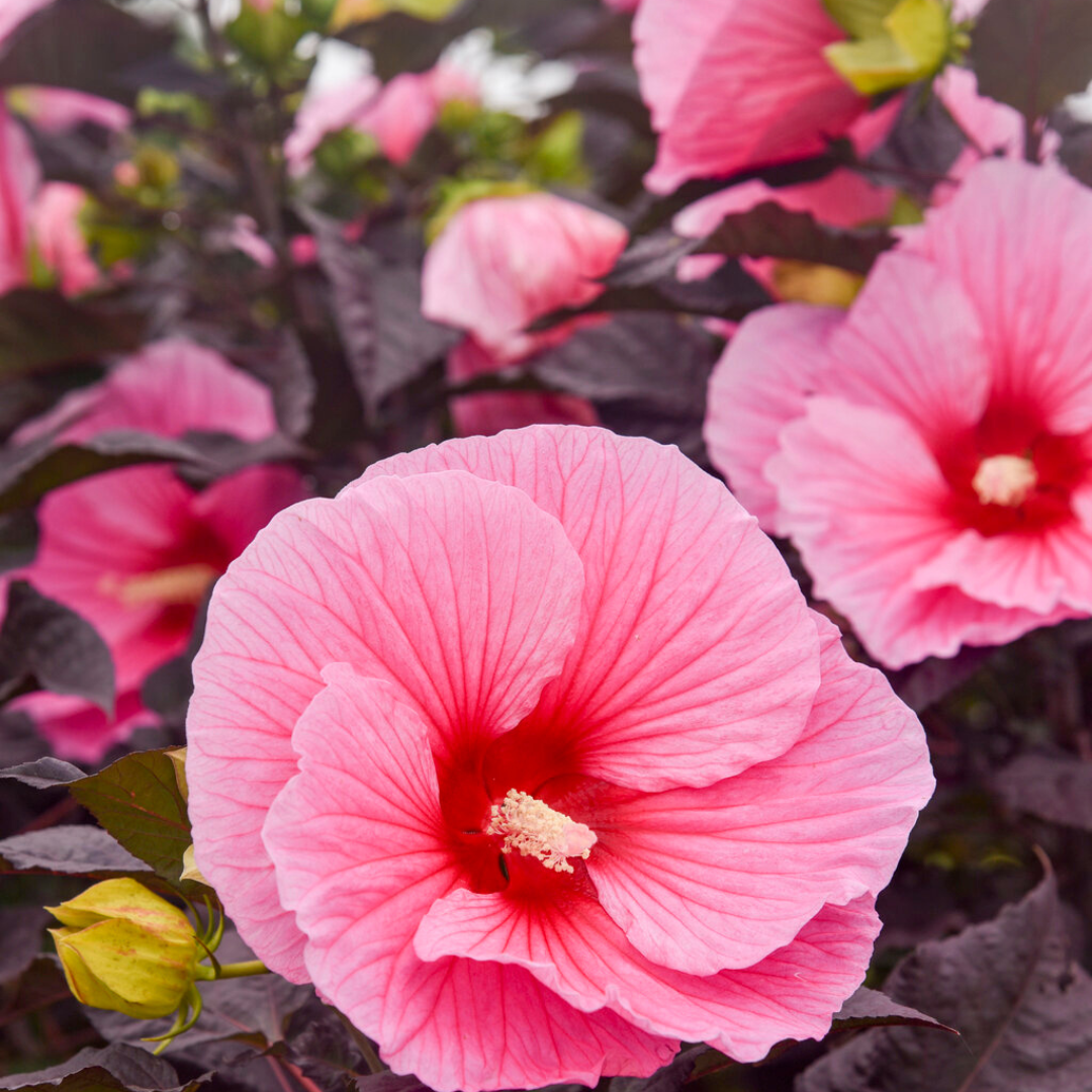 Hibiscus 'Edge of Night'