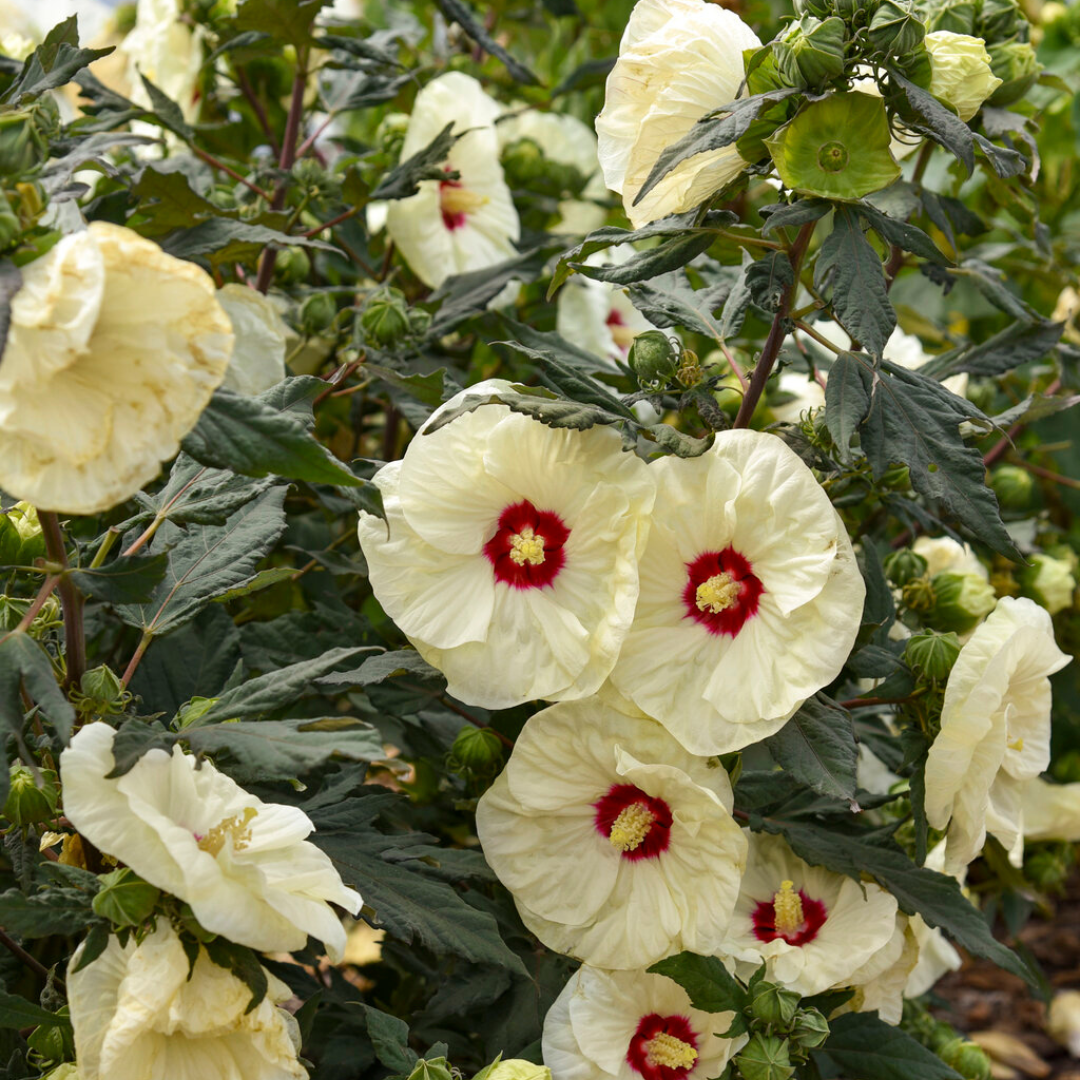 Hibiscus 'French Vanilla'