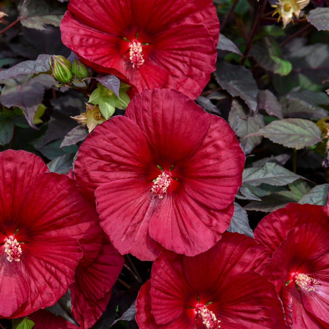 Hibiscus 'Holy Grail'