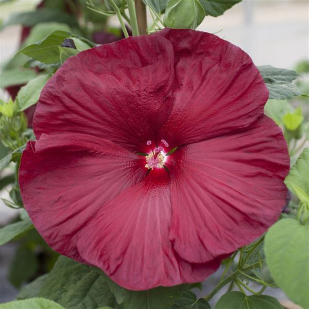 Hibiscus 'Honeymoon Red'