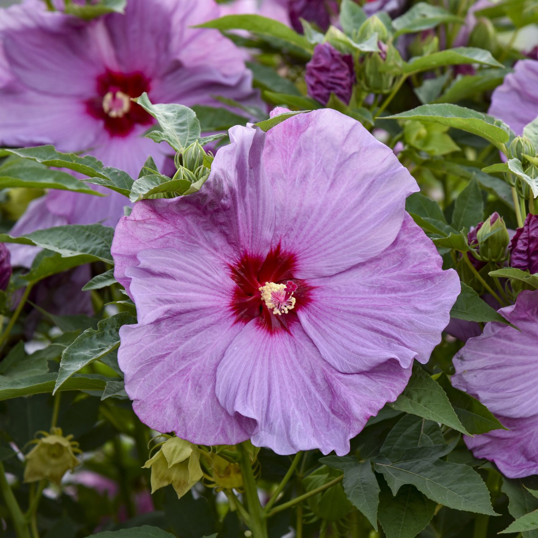 Hibiscus 'Lilac Crush'