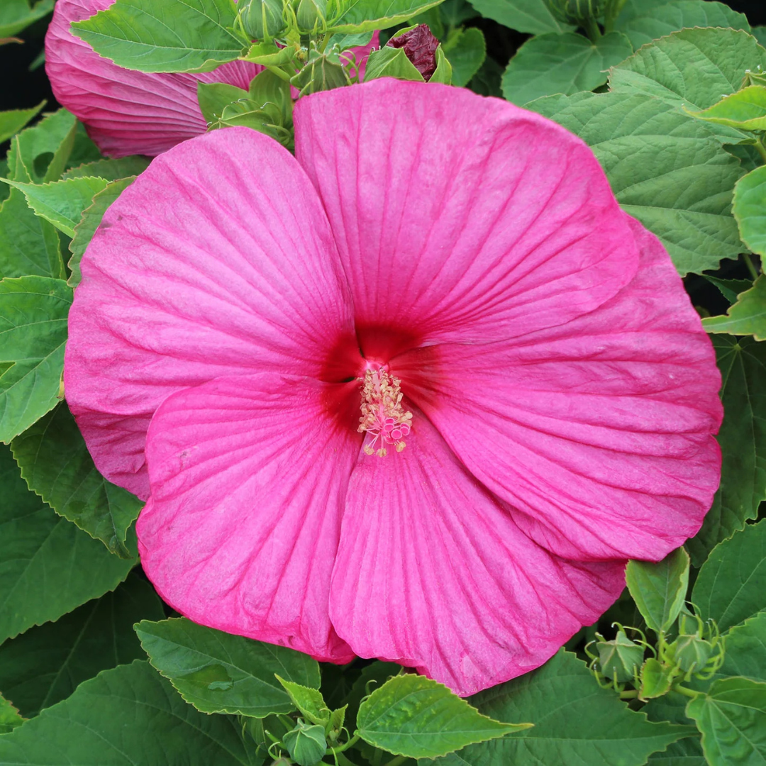 Hibiscus 'Luna Rose'