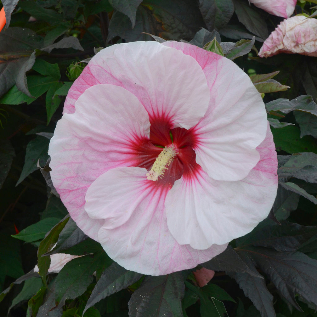 Hibiscus 'Perfect Storm'