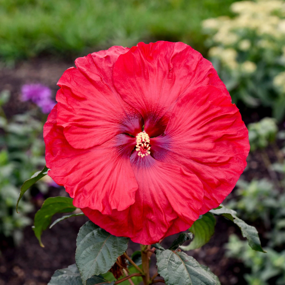 Hibiscus 'Valentine's Crush'