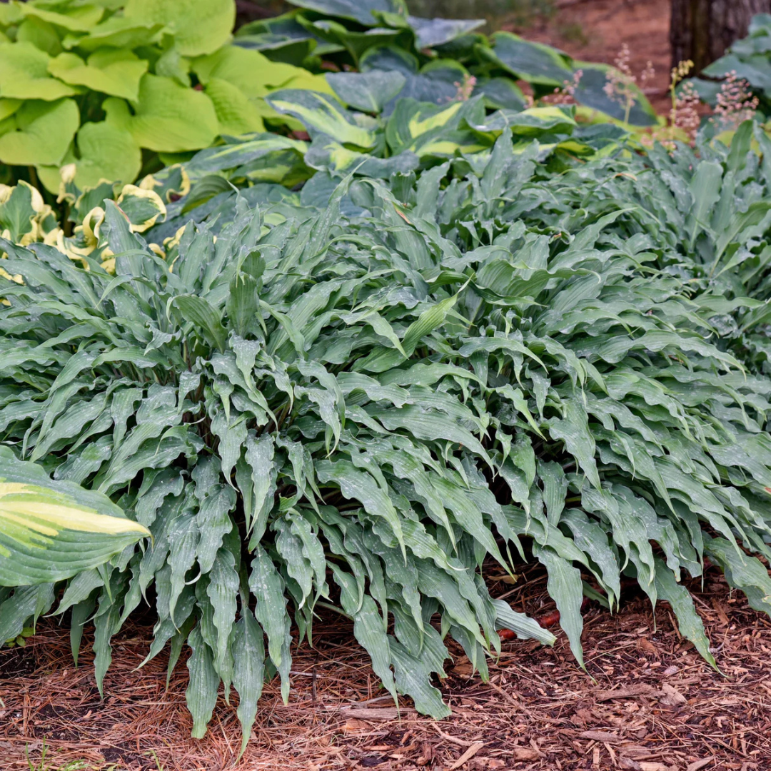 Hosta 'Silly String'