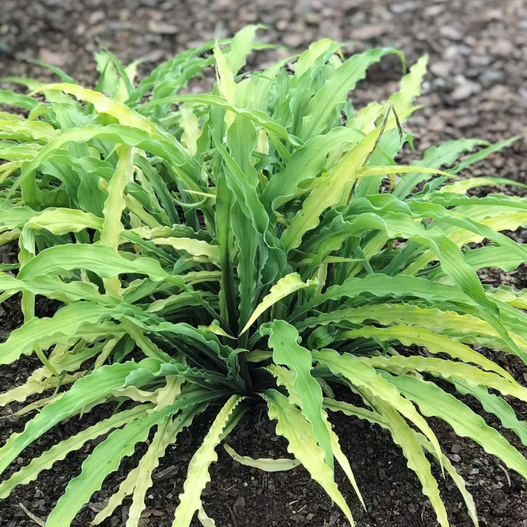 Hosta hybrid 'Curly Fries'