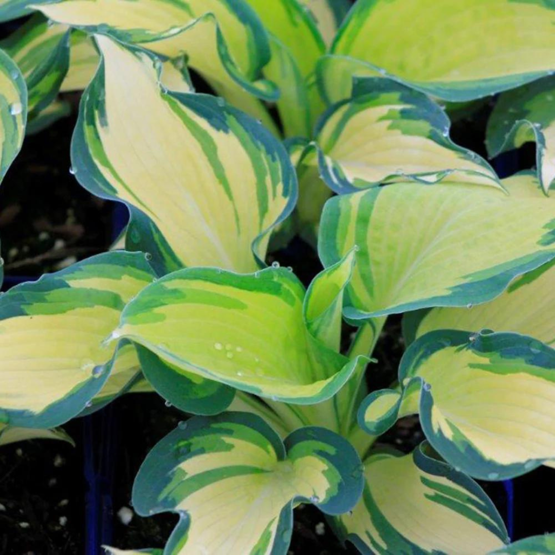 Hosta hybrid 'Great Expectations'