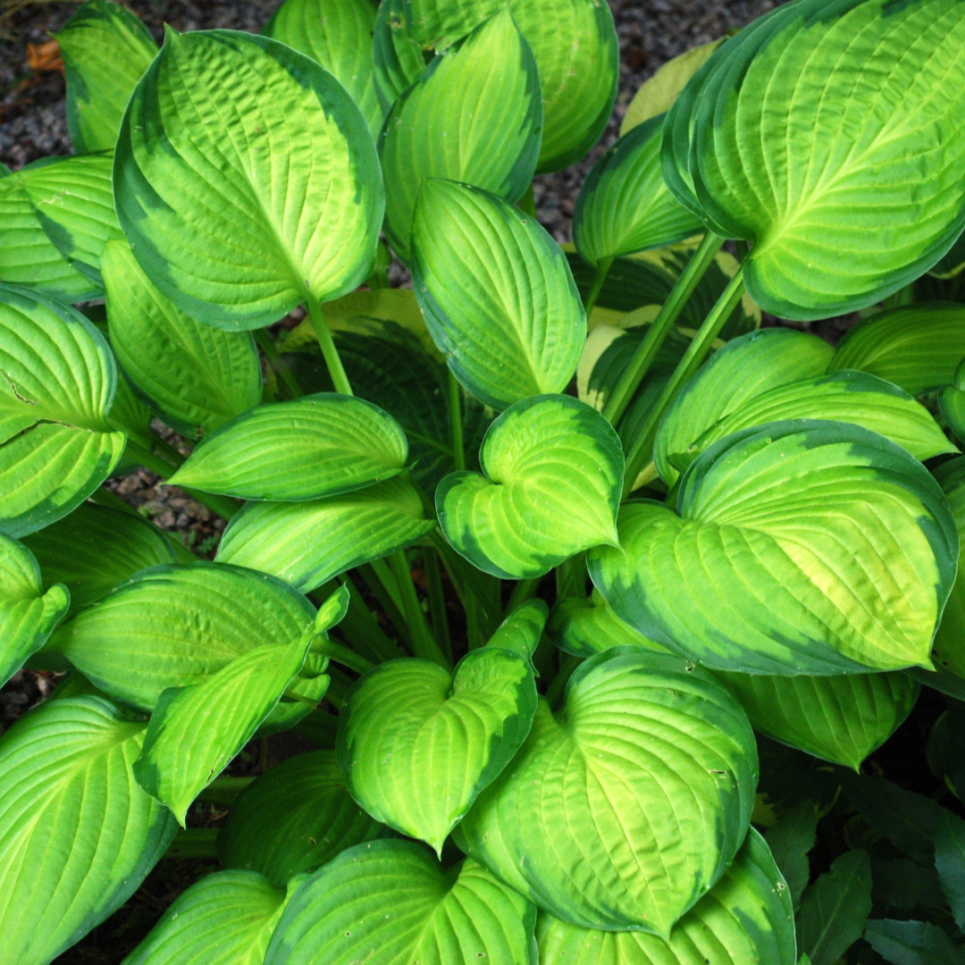 Hosta hybrid 'Guacamole'