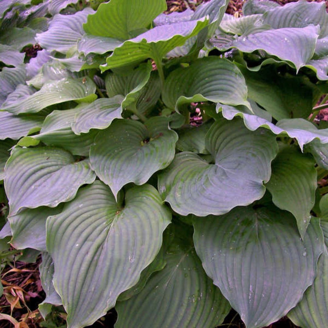 Hosta hybrid 'Komodo Dragon'