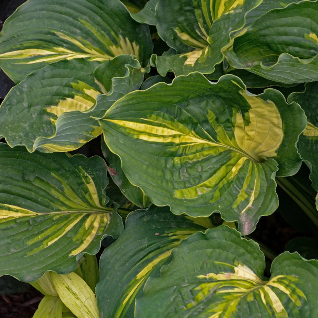 Hosta hybrid 'Lakeside Paisley Print'