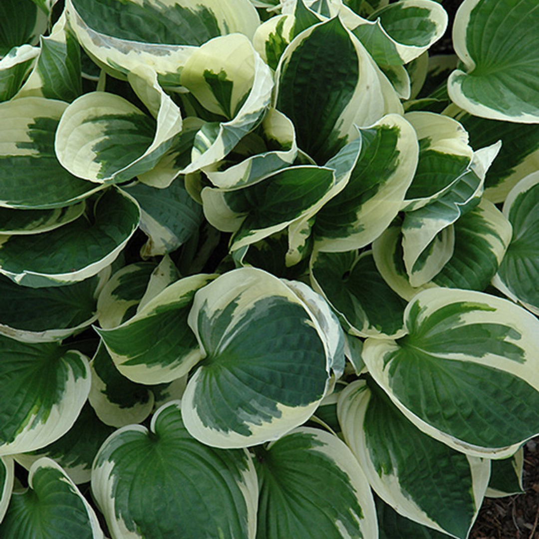 Hosta hybrid 'Patriot'