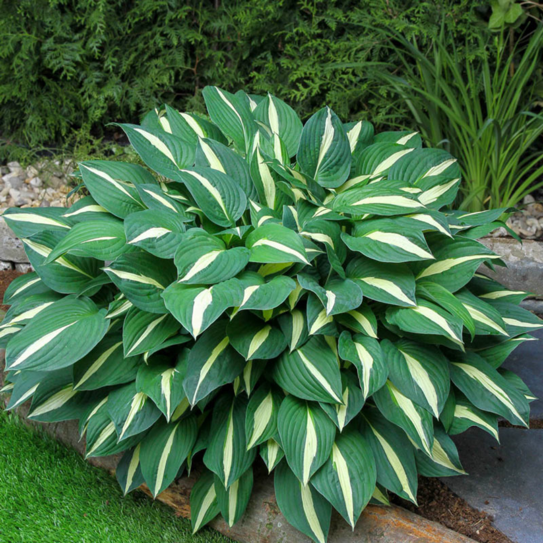 Hosta hybrid 'Risky Business'
