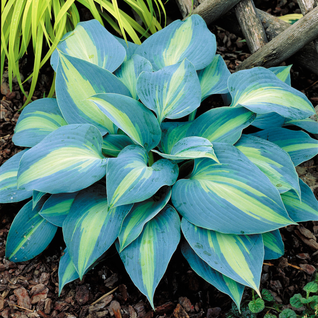 Hosta hybrid 'Touch of Class'