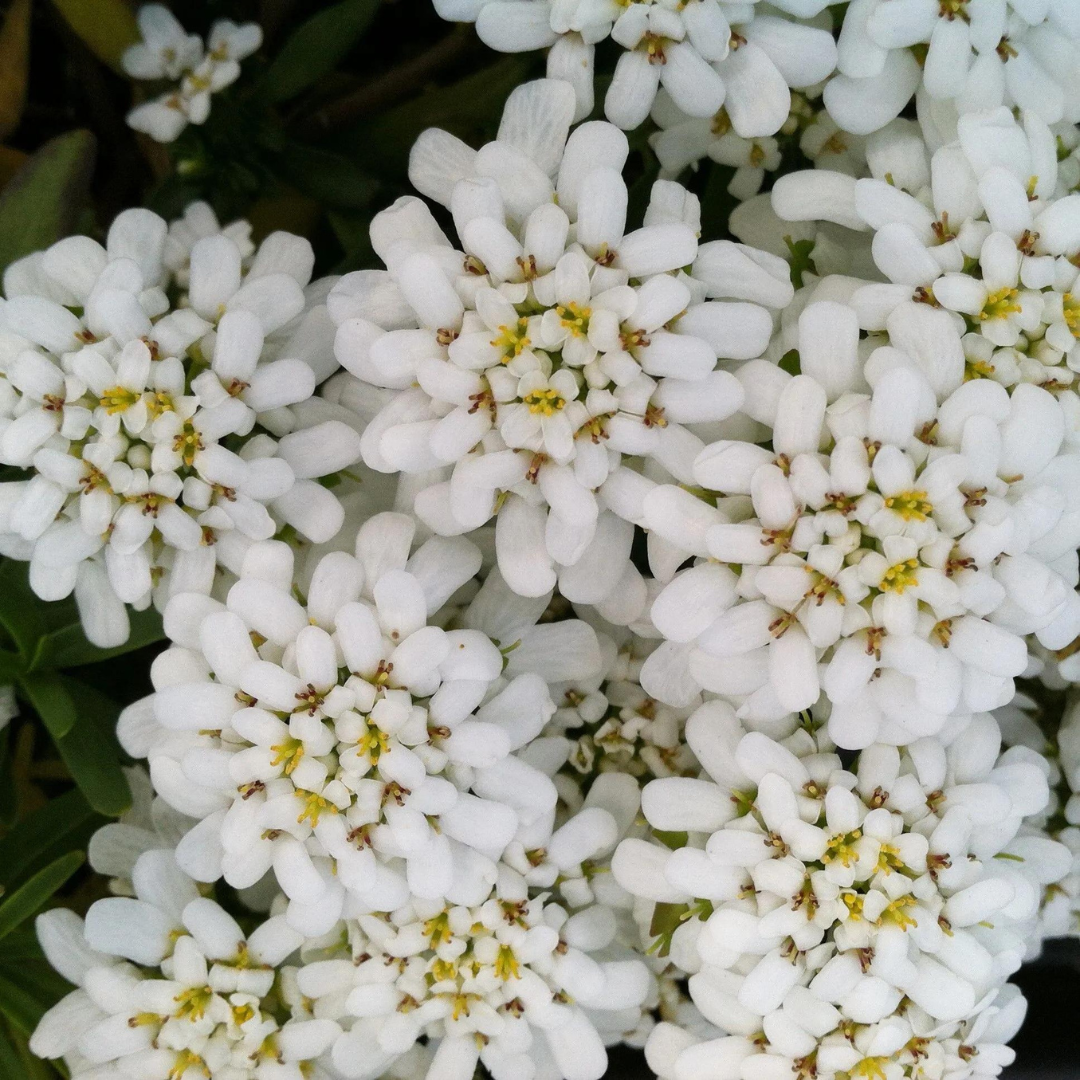 Iberis sempervirens 'Snowflake'