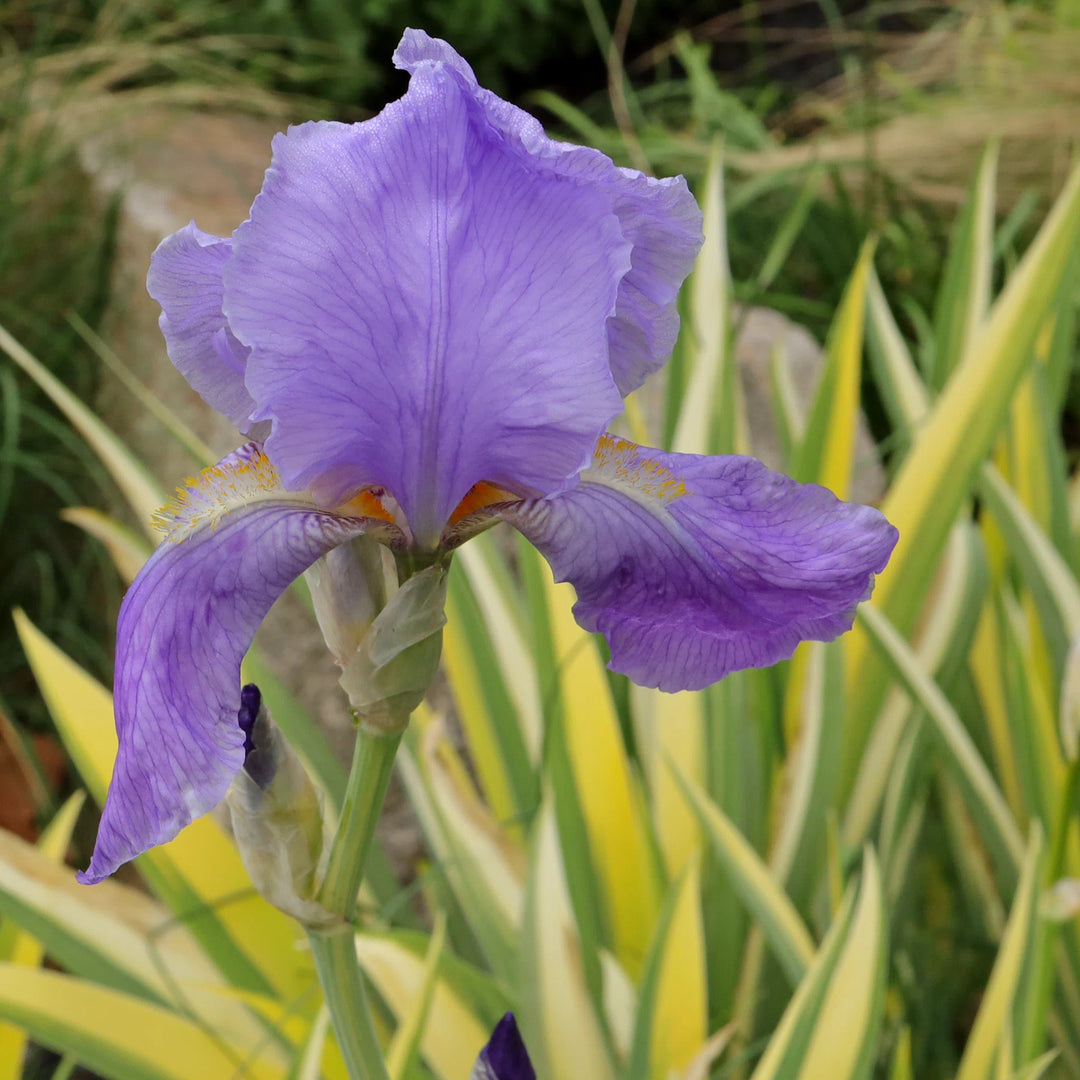 Iris pallida 'Variegata'
