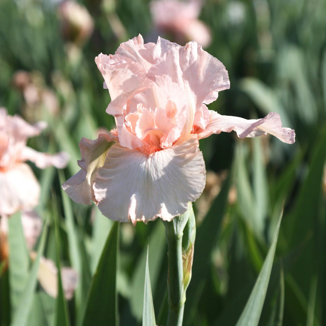 Iris 'Pink Attraction'