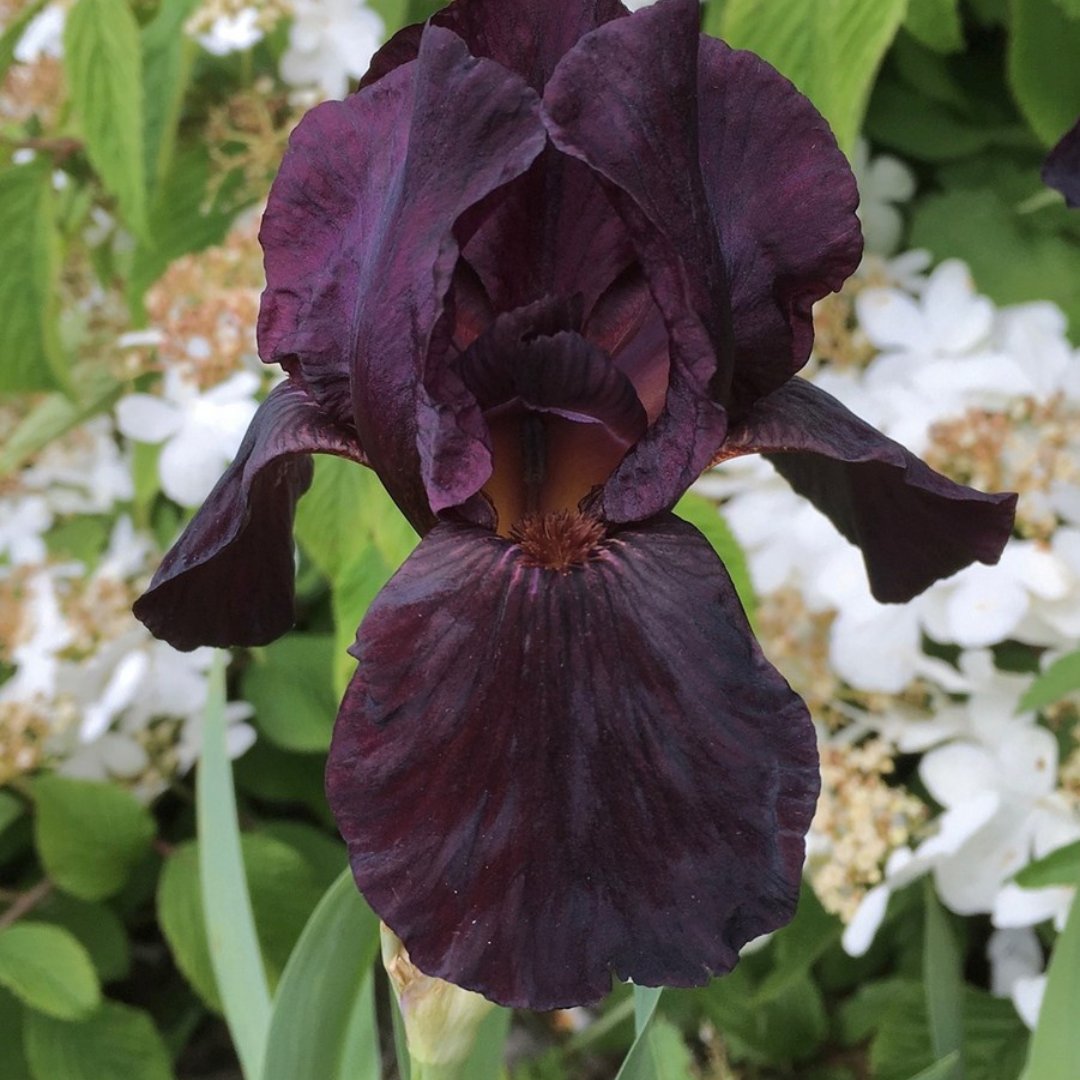 Iris germanica 'Black Knight'