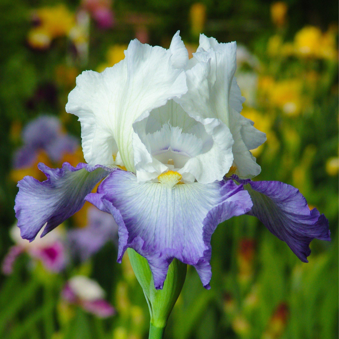 Iris germanica 'Clarence'
