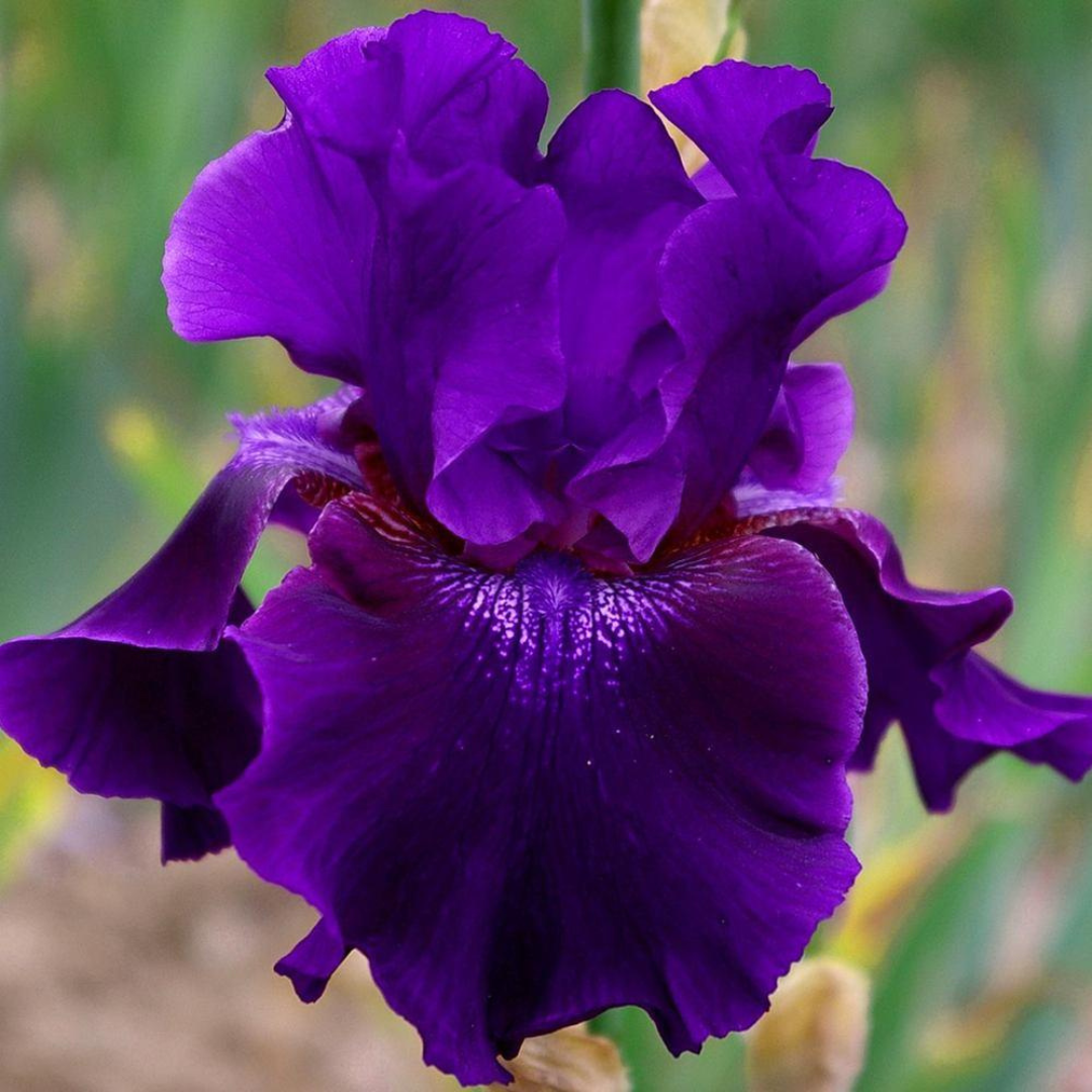 Iris germanica 'Rosalie Figge'