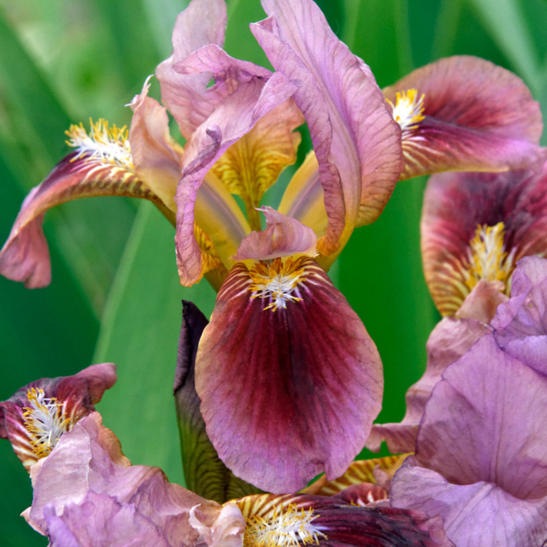 Iris pumila 'Cherry Garden'