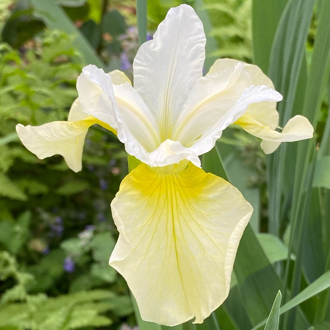 Iris siberica 'Butter and Sugar'