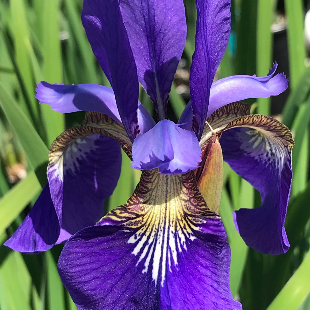 Iris siberica 'Caesar's Brother'
