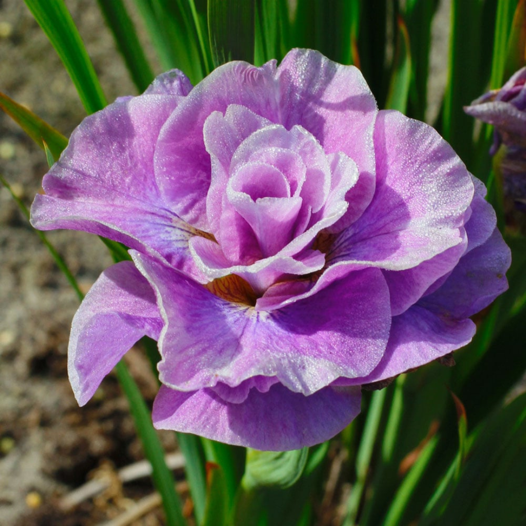 Iris siberica 'Pink Parfait'