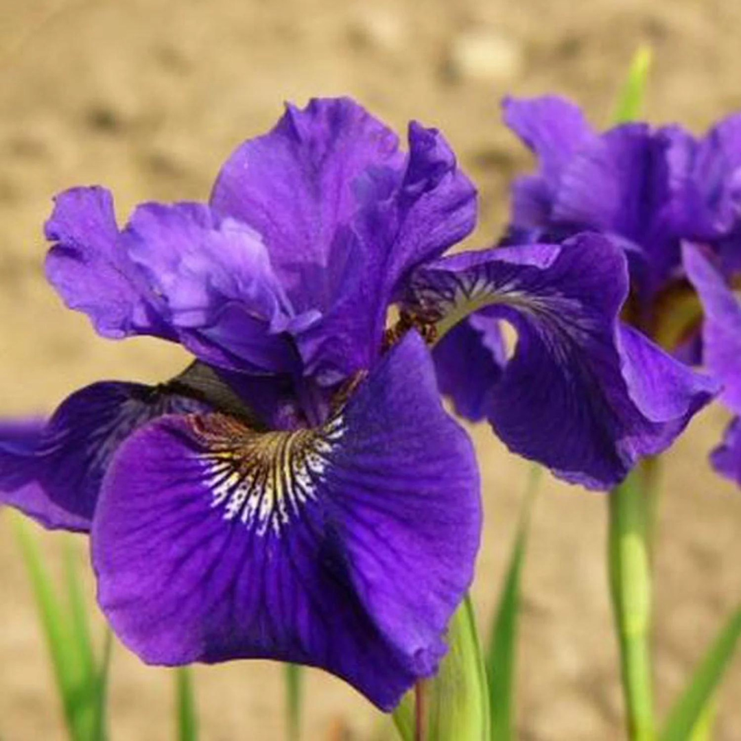 Iris siberica 'Ruffled Velvet'