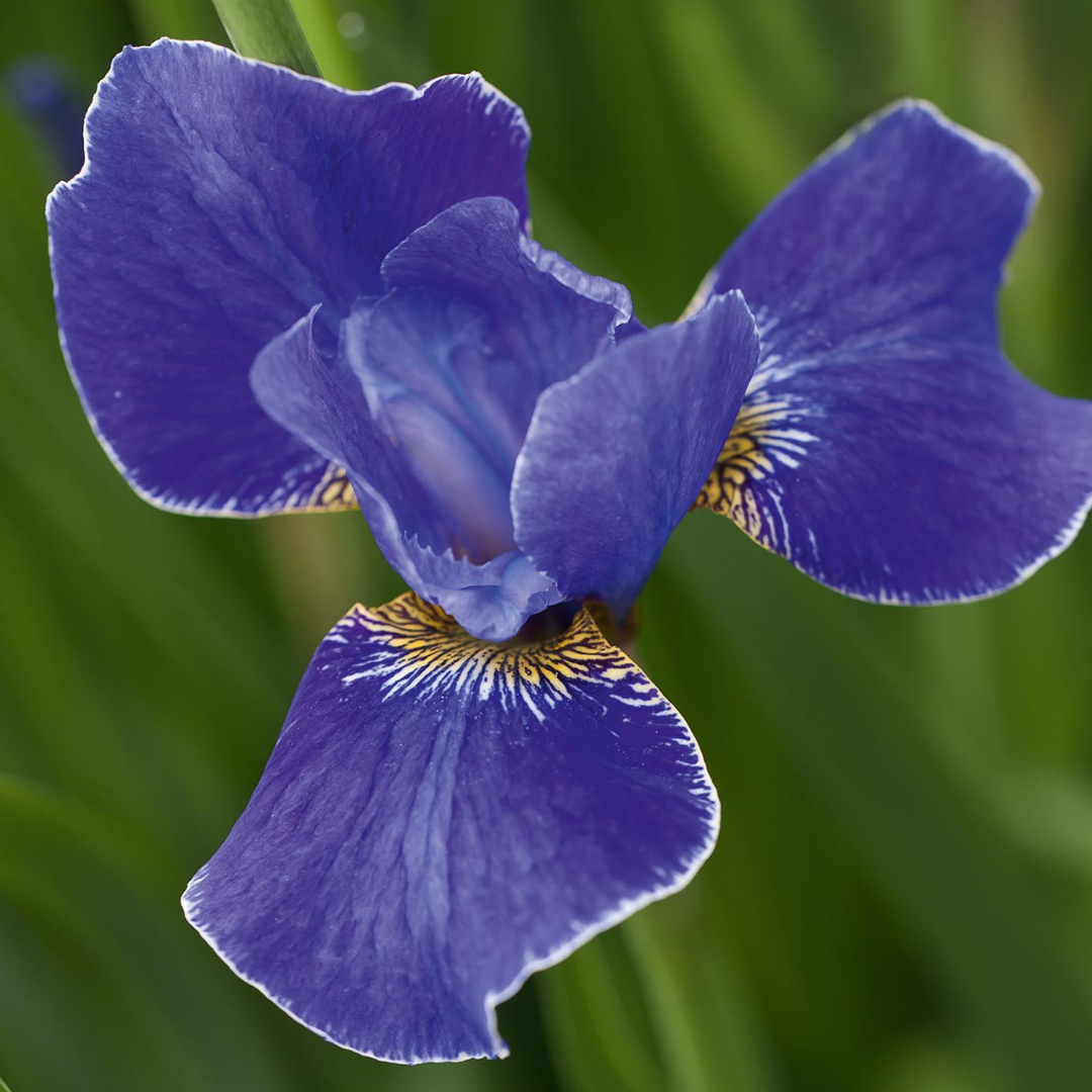Iris siberica 'Silver Edge'