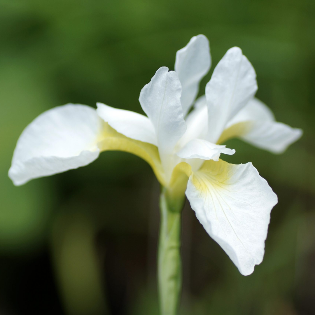 Iris siberica 'Snow Queen'