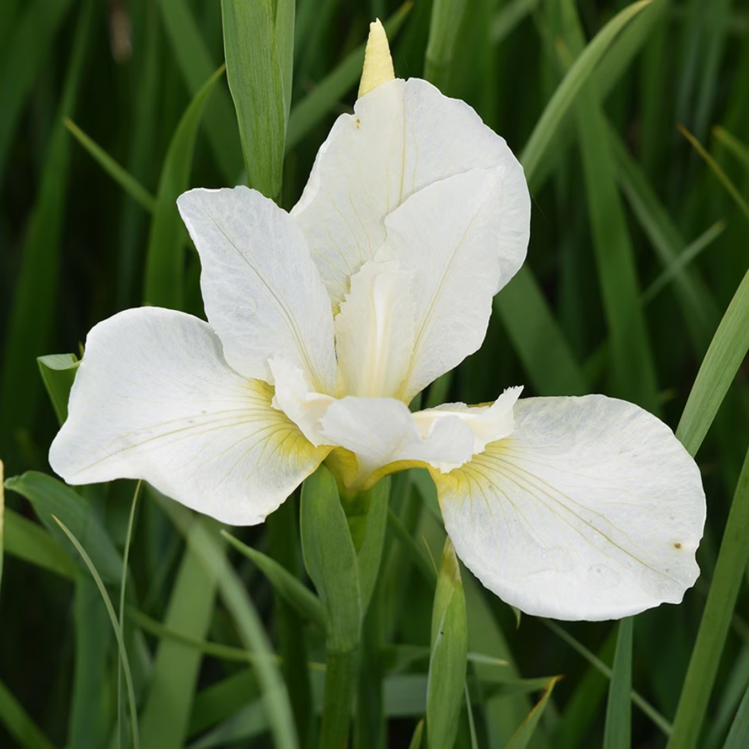 Iris siberica 'White Swirl'