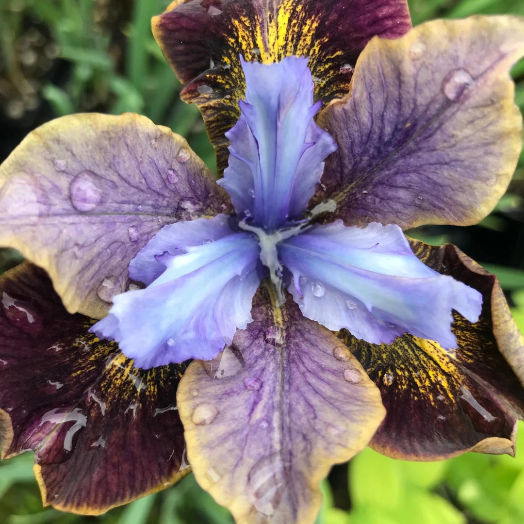 Iris sibirica 'Black Joker'