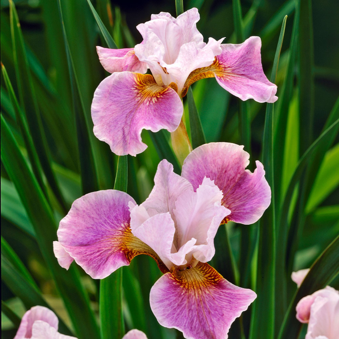 Iris sibirica 'Dance Ballerina Dance'