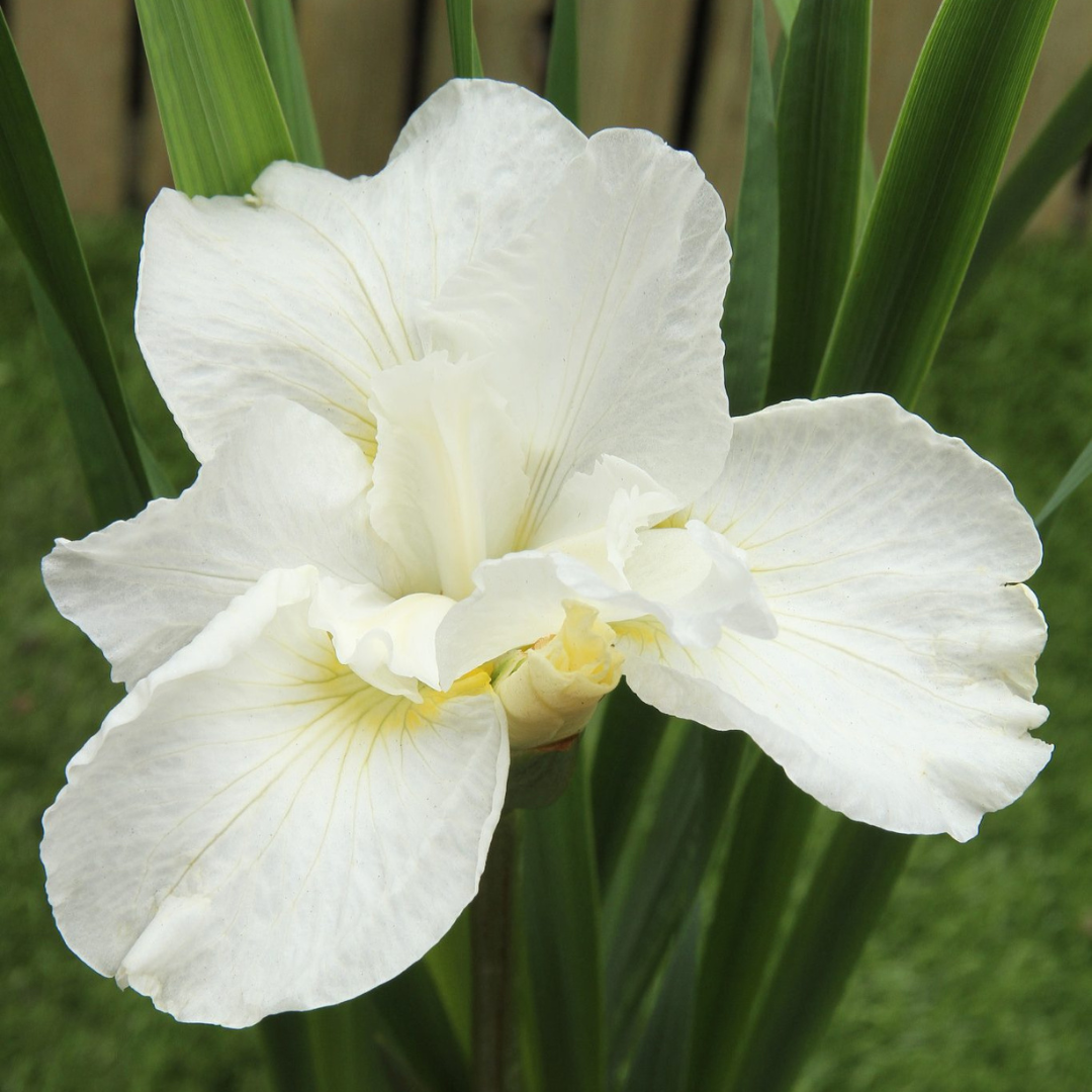 Iris sibirica 'Swans in Flight'