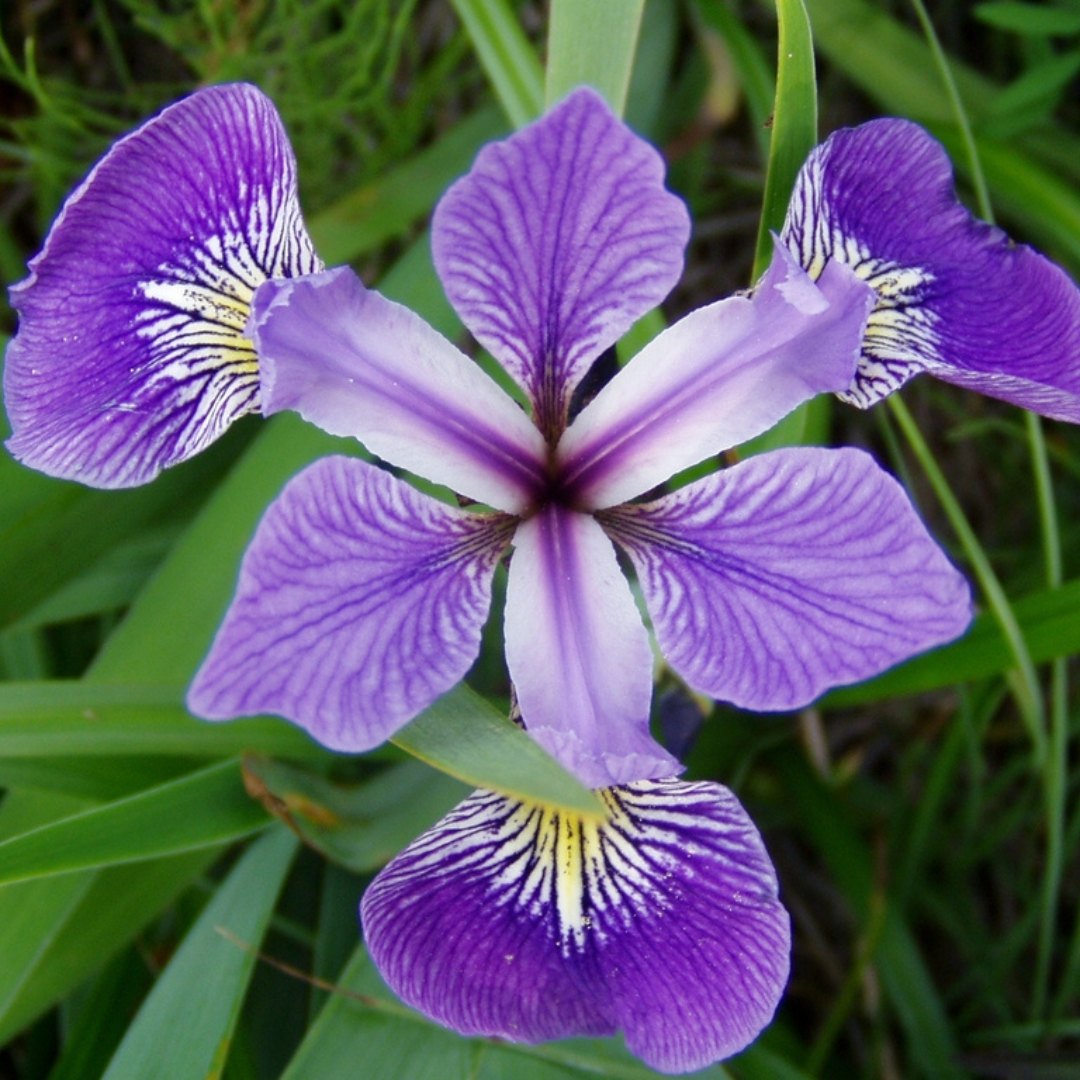 Iris versicolor