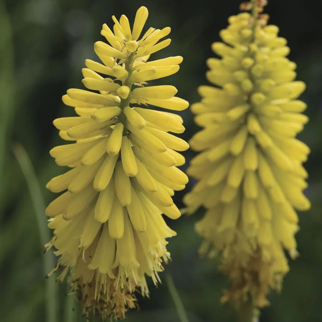 Kniphofia uvaria 'Glowstick'
