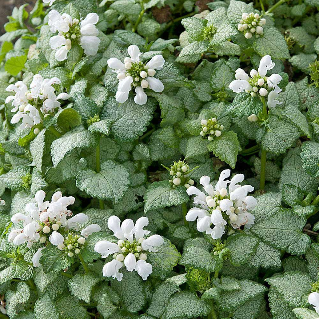Lamium 'White Nancy'