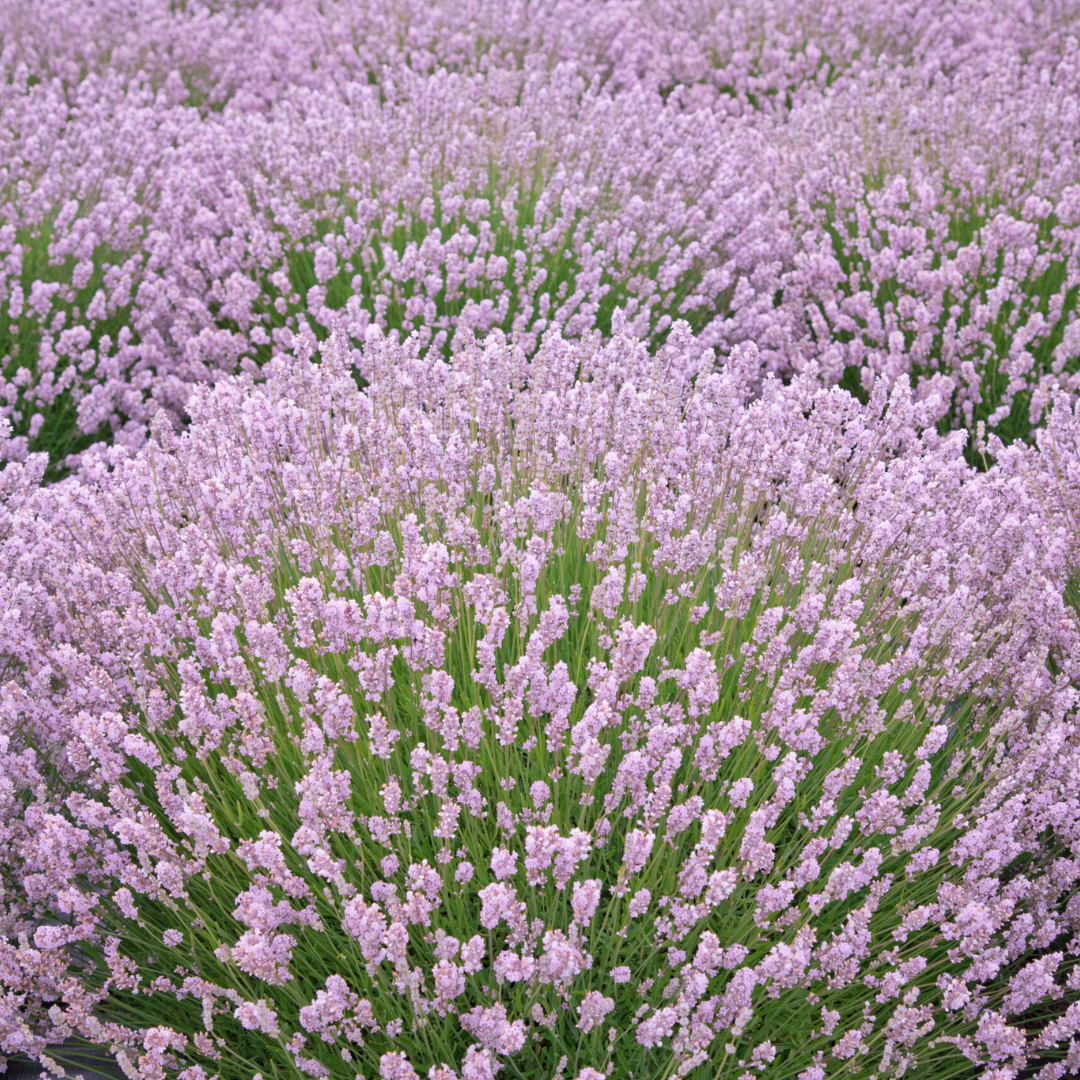 pink lavender plants Lavandula 'Ellagance Pink' | Ontario Grown Lavender