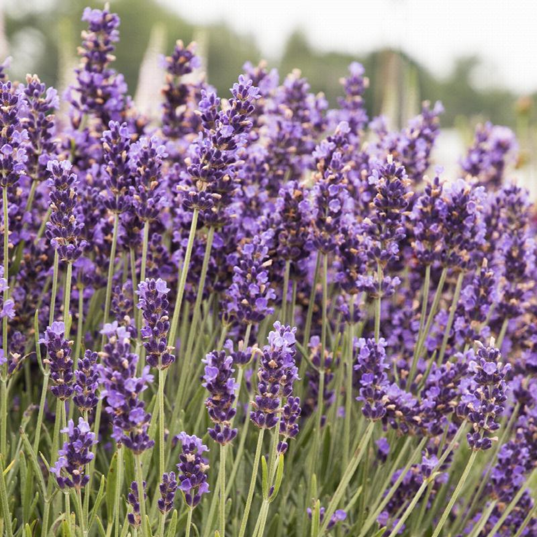 lavender plants delivered Grown to Inspire | Lavandula 'Hidcote Blue'