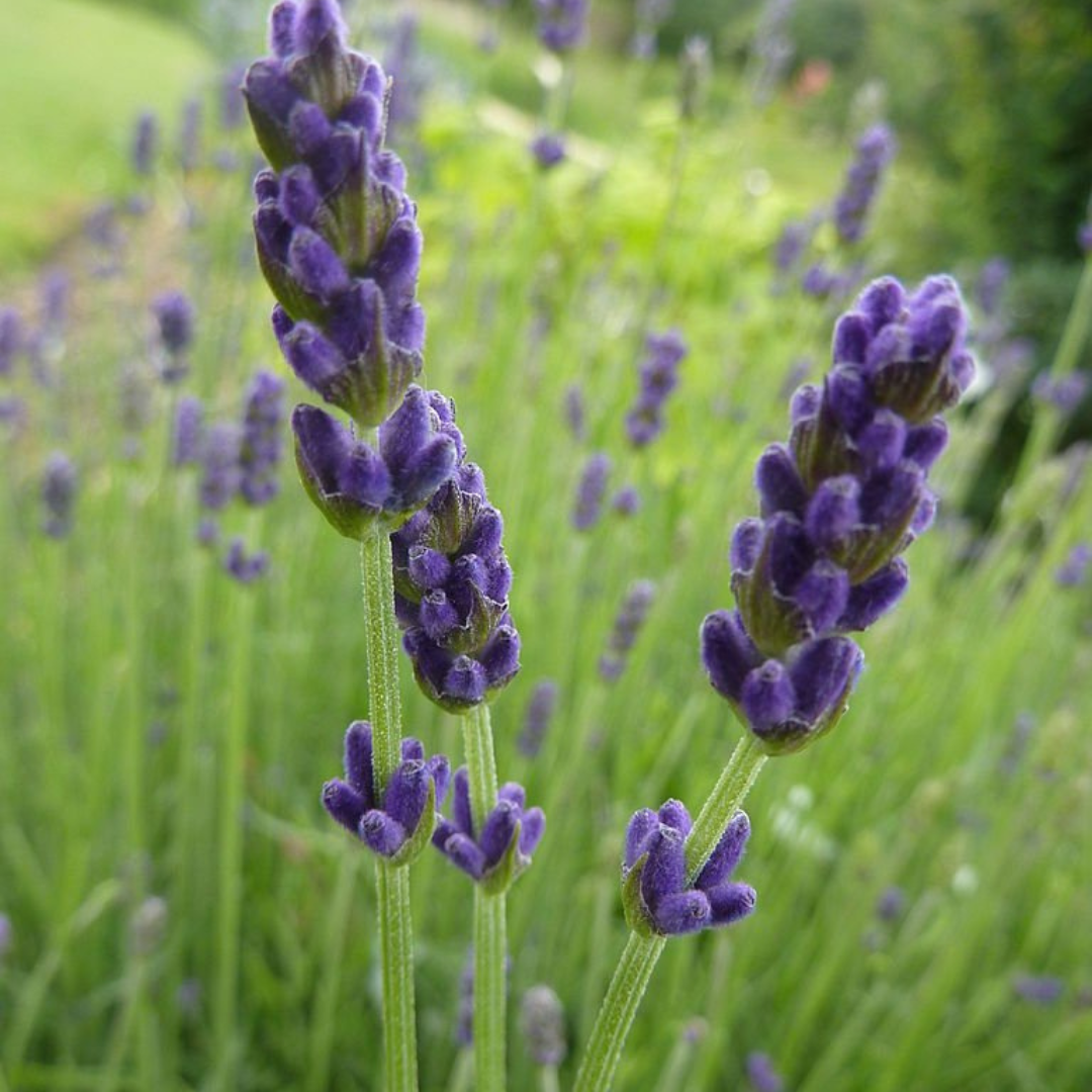 where to buy lavender plants in ontario Lavandula 'Hidcote Superior' | Ontario Grown Lavender