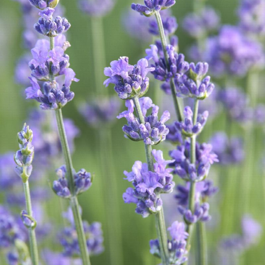 Lavandula angustifolia 'Munstead'